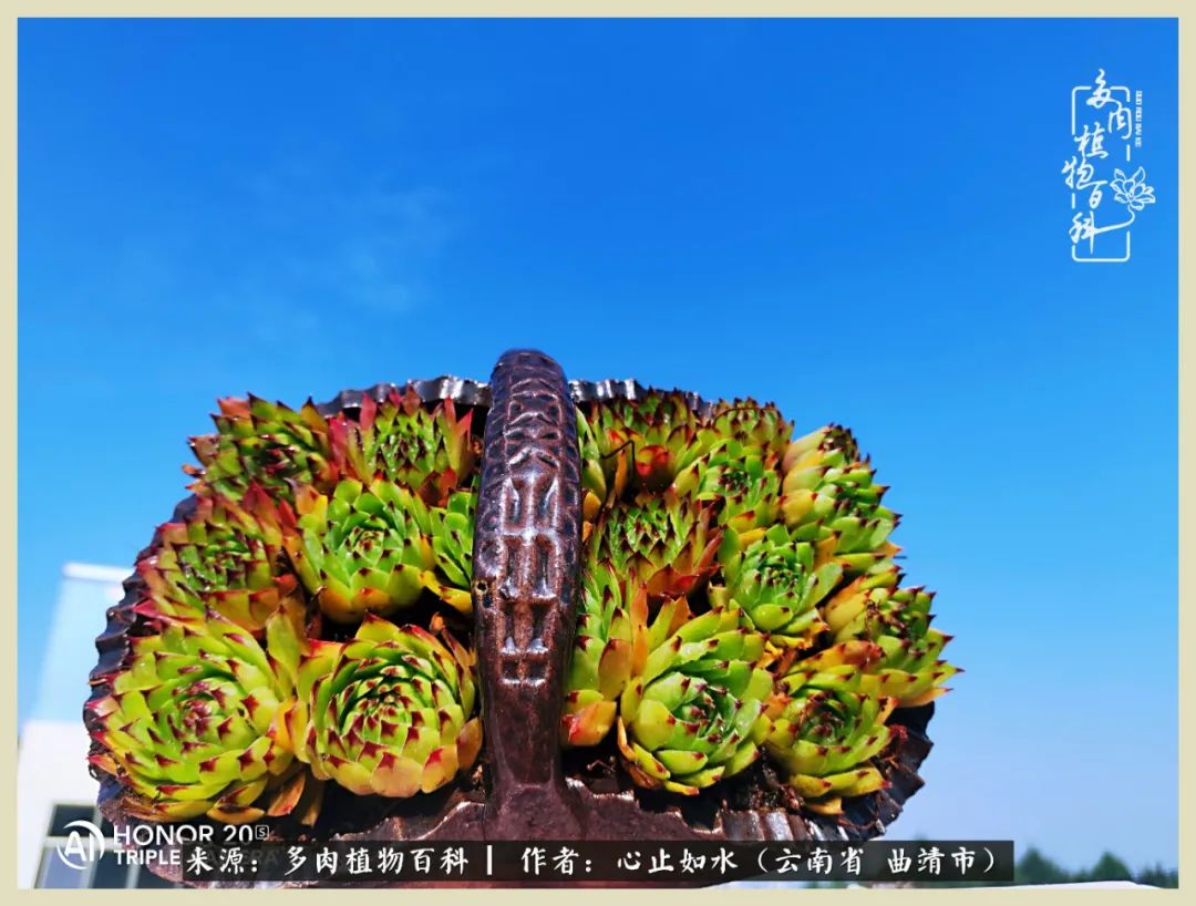 景德镇精品拇指多肉盆,轻奢多肉拇指盆3.5