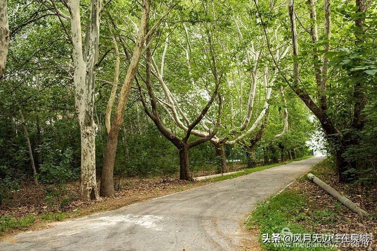 济南一颗梧桐树,济南的法国梧桐