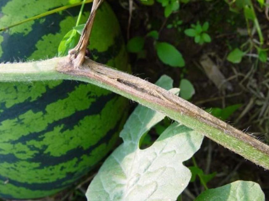 西瓜茎蔓开裂是什么病,西瓜茎蔓枯