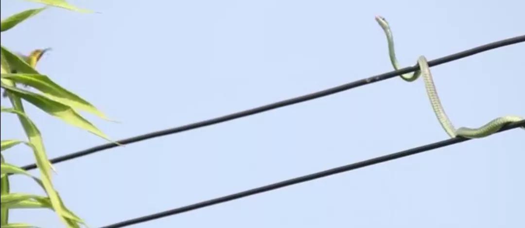 青蛇为觅食爬上电线杆，被乌鸦耍弄，困在电线上两天了，命悬一线