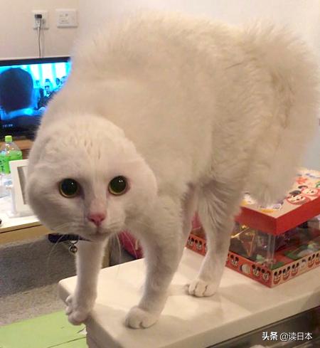 沙雕手办日本小哥,日本沙雕手办小哥