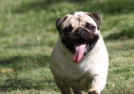 国产名犬排名,中国的名犬有哪几种