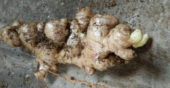 生姜种在阳台风水,庭院种生姜风水