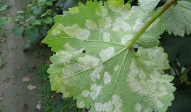 葡萄霜霉病现在用防治吗,葡萄霜霉病不治有什么后果