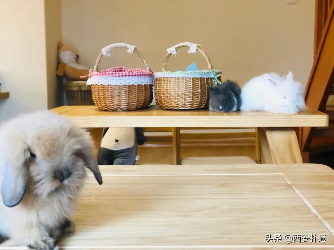 西安有哪些可以撸兔子的店,西安撸兔子的店