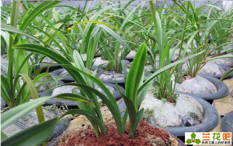 兰花皮草,皮草兰花