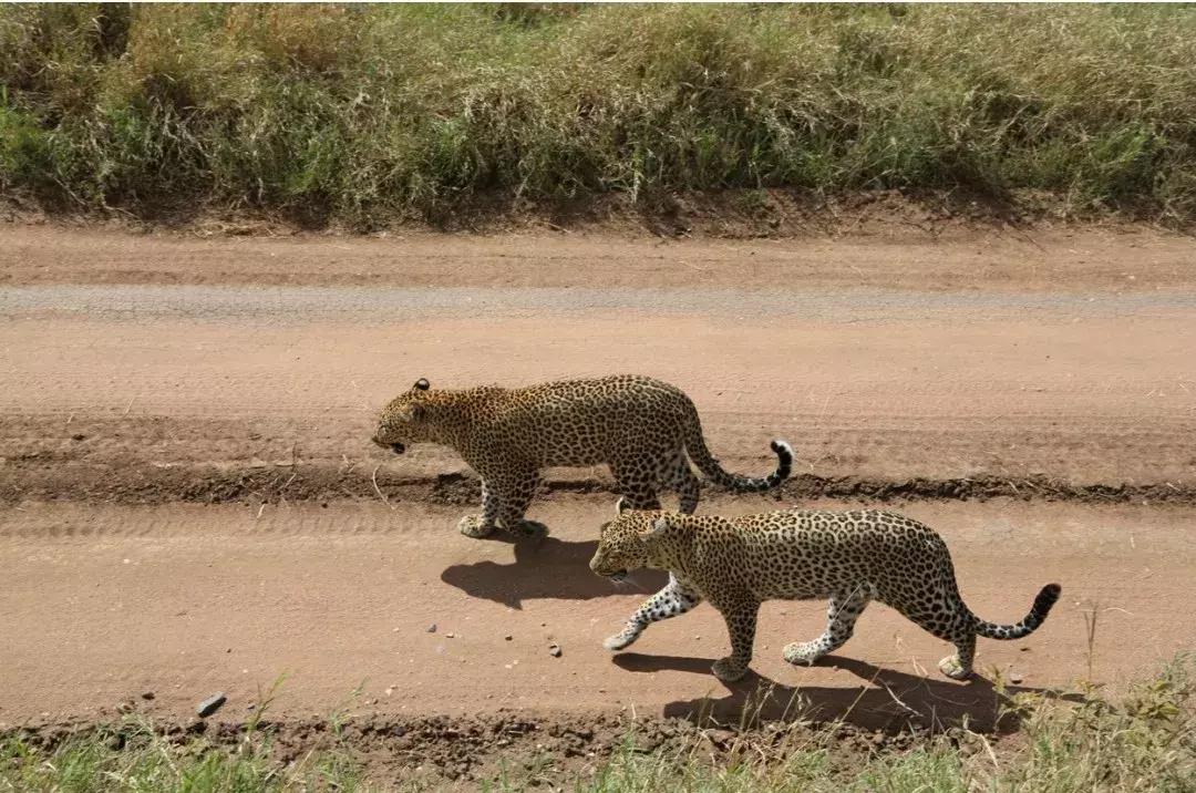 海哥带你游世界｜这周我们去非洲大草原看大西几！