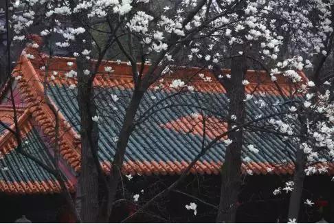 家养花卉摄影构图教程集锦,相机拍花卉拍照技巧和构图