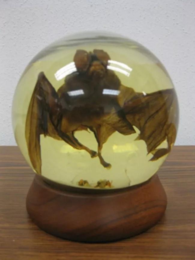 在闲鱼上免费捡便宜，让我想起逛goodwill的留学生活