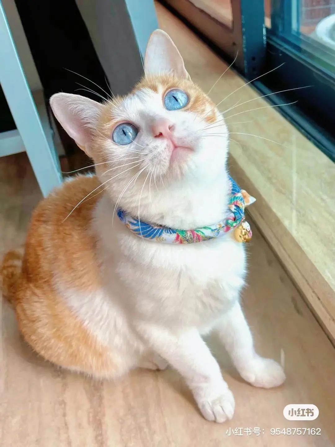 金发碧眼双眼皮！这猫我说一句“橘中最美”不过份吧？