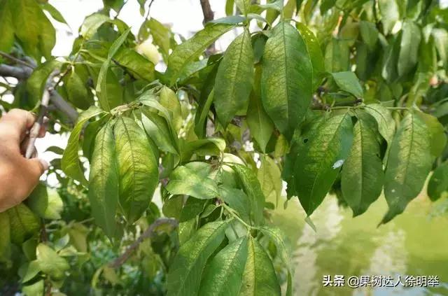 桃树蚜虫和红蜘蛛什么时间打药好,桃树什么时候打药防治火蜘蛛