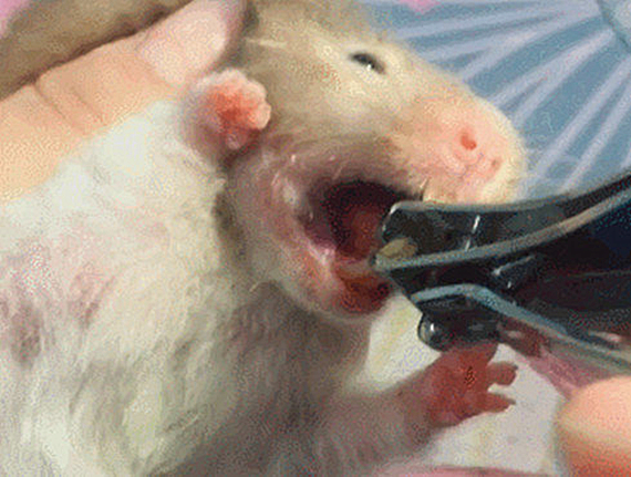 仓鼠牙齿一长一短要不要剪,仓鼠牙齿太长的一个视频