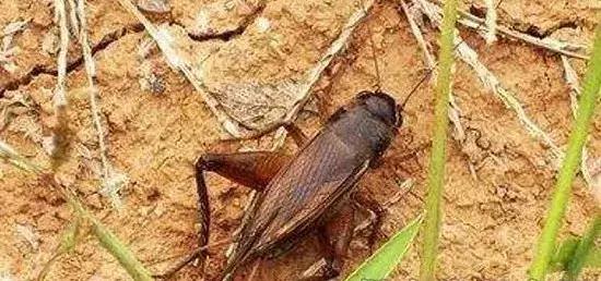 怎么预防地下害虫,地下害虫的防治方法是什么