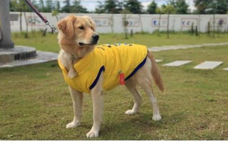 小狗拉暗红色稀水,小狗吐黄绿色的沫不吃东西