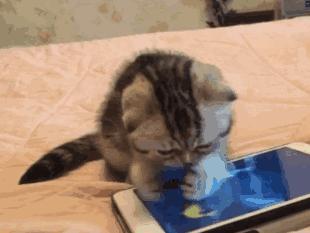 四川广元十大美食餐厅,广元美食网红打卡地