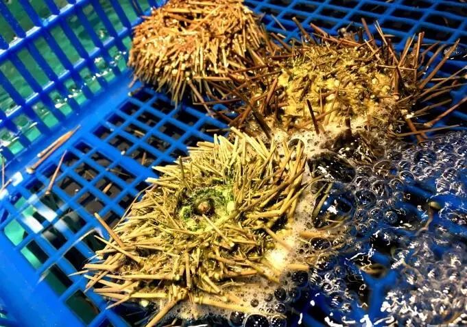 武汉十大必吃烧烤,武汉最好吃的美食店排名