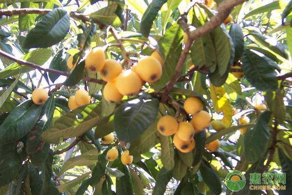 枇杷盆栽种植不开花是什么原因,枇杷盆栽有哪些种植方法