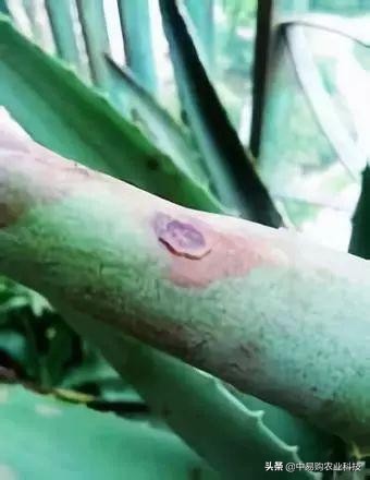 芦荟治哪九种病,芦荟病害怎么治