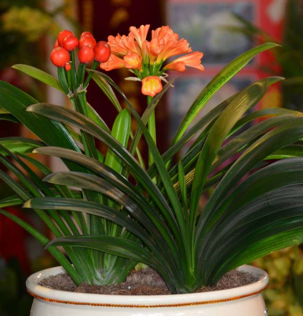 人养花花,人养花花养人哪些花养人