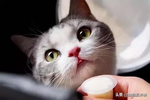 猫得猫瘟不想养了,养过猫瘟的猫能养狗吗