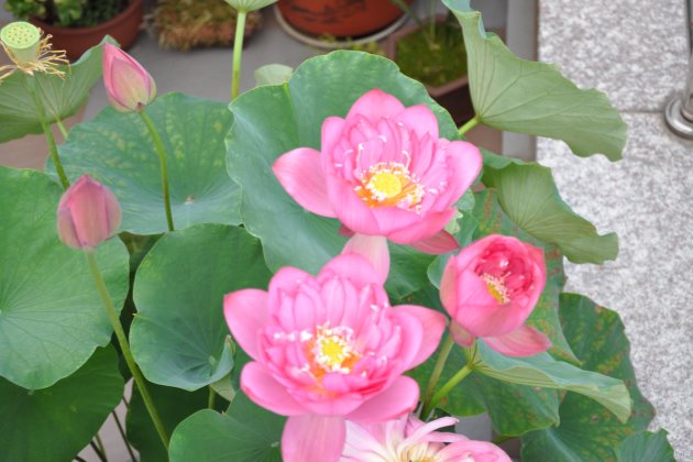 碗莲种子怎么种教程,碗莲种子怎样种植全过程