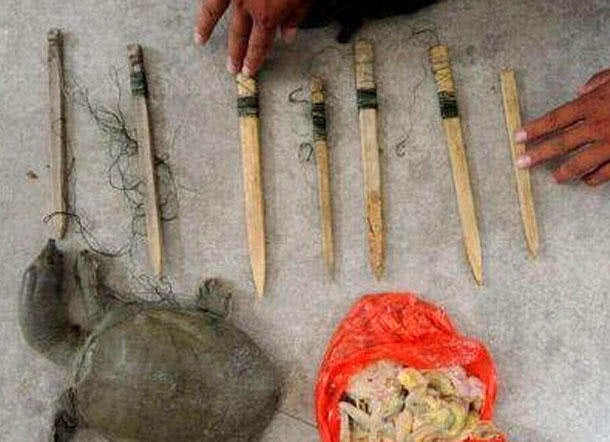 池塘钓野生甲鱼的最佳方法,野生甲鱼的生活习性及钓法