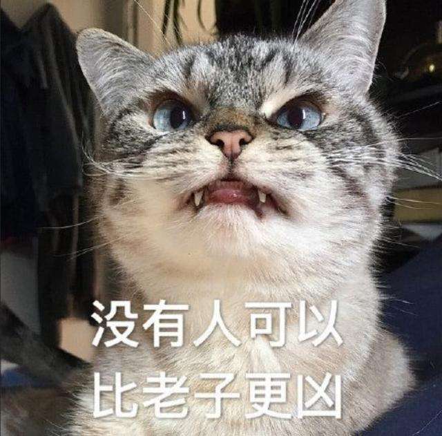 最早一批的网红猫咪,十大被做成网红猫的猫咪