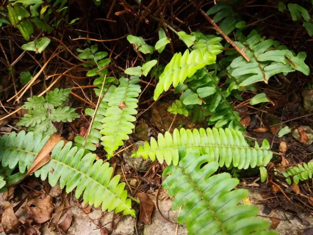 鏈夐姘旂殑鑲捐暔,闇插彴涓婄殑鑲捐暔