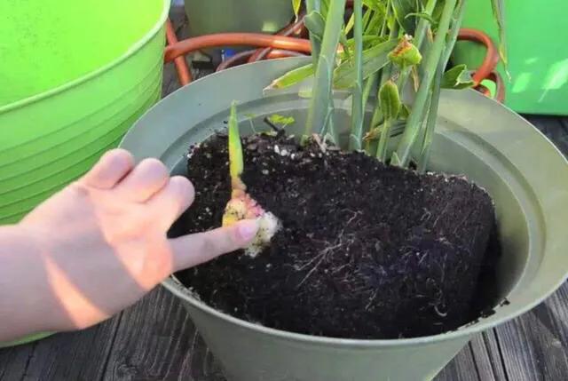 生姜出苗怎样管理,生姜出苗不齐怎么办