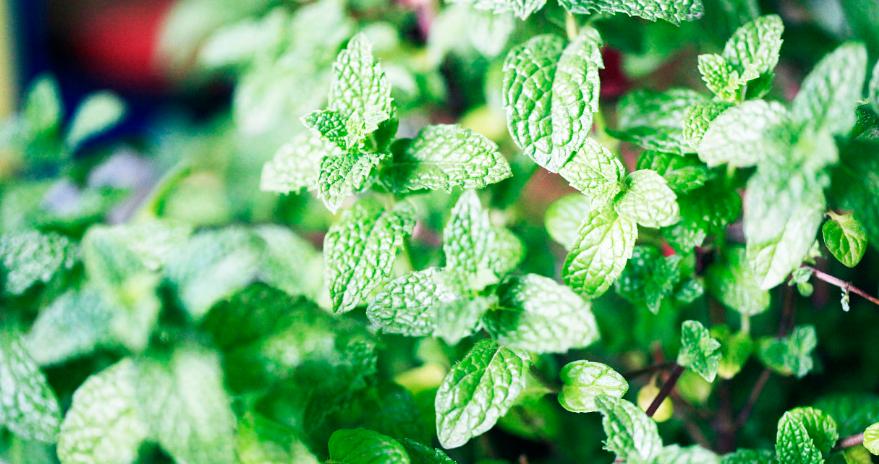 薄荷种植用什么肥料好,薄荷种植多久才可以施肥