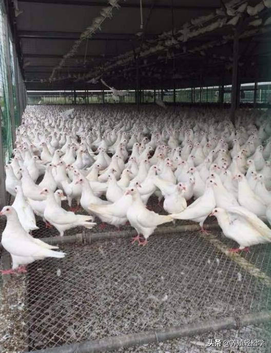 养鸽子的文章,为什么大家喜欢养鸽子呢