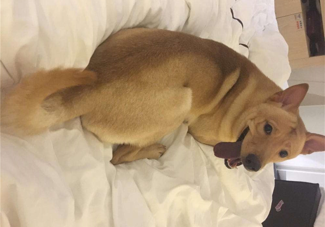 宠物安乐死让医生崩溃,宠物安乐死后主人责怪自己