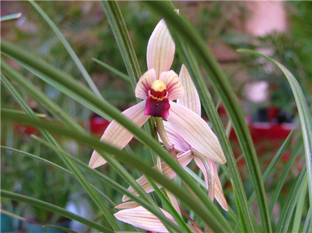 兰花品种大全最名贵的兰花,十大名贵兰花最好养活的兰花