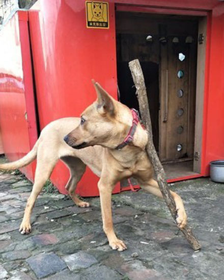 这只狗狗吃不到好吃的居然要和主人拼命，哈哈