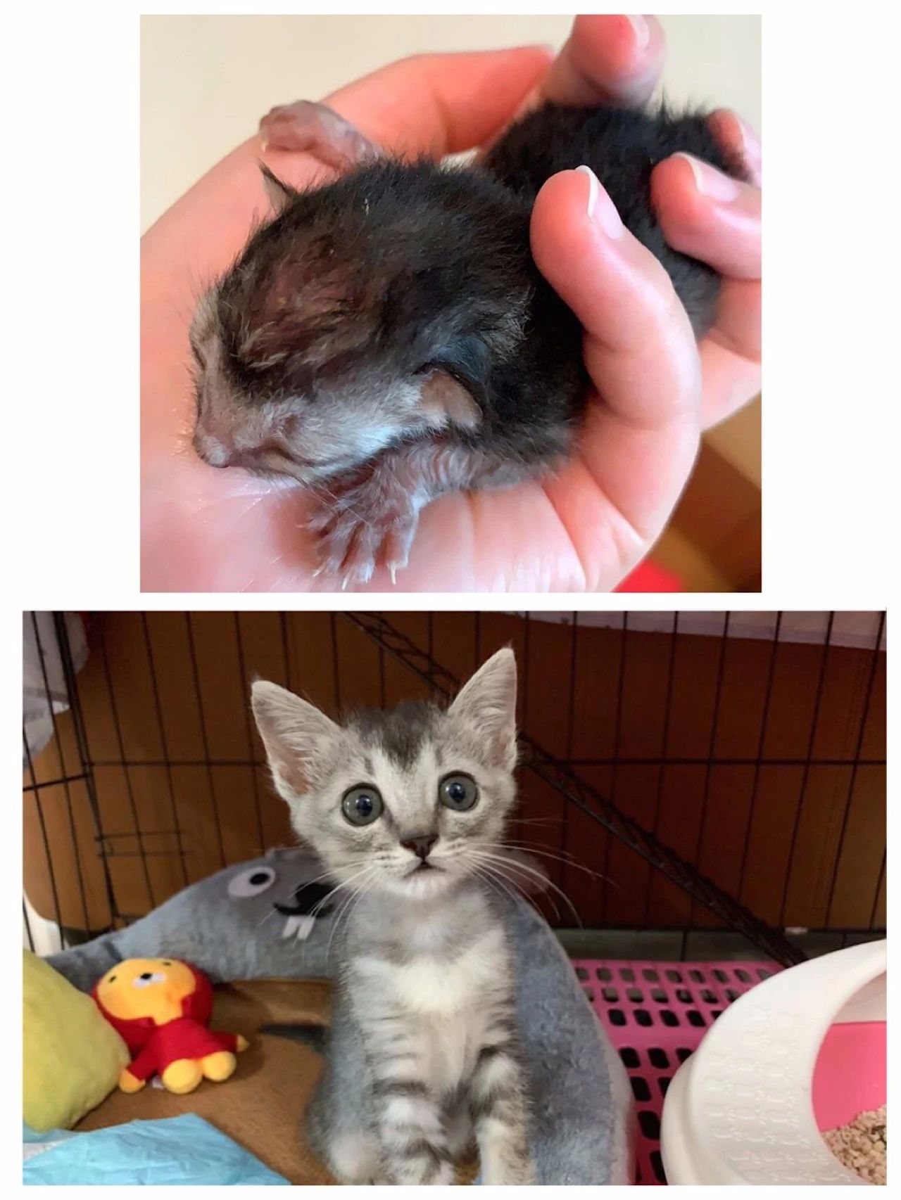 小奶猫喝了羊奶拉稀怎么办,奶猫喝凉牛奶会拉稀吗