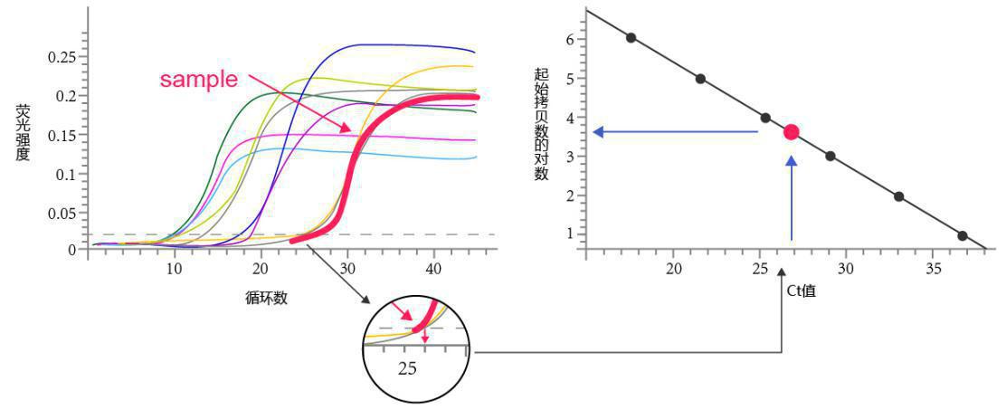 实时荧光定量PCR,实时荧光定量pcr正常值