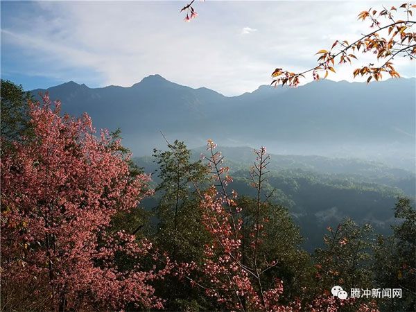 腾冲樱花谷樱花节,腾冲樱花谷最佳观赏季