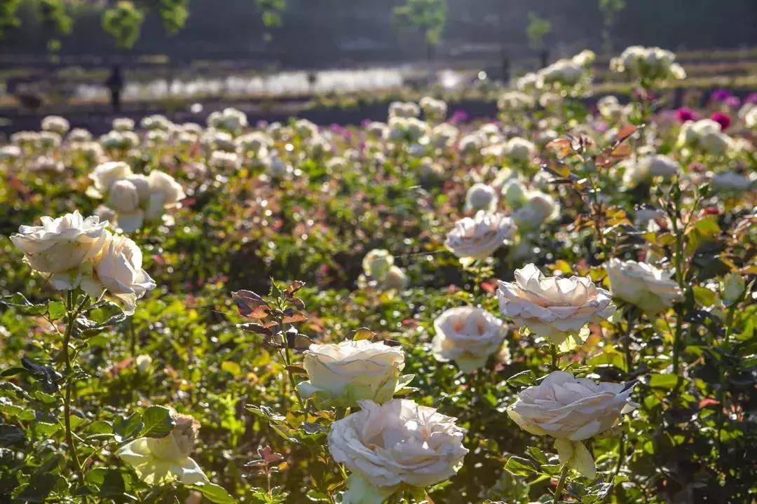 凉山州哪里可以赏花,西昌赏花攻略