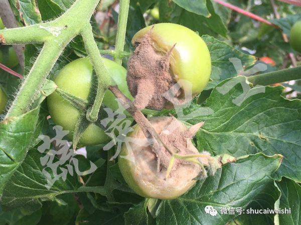 番茄灰霉病高温闷棚需要多少度,番茄灰霉病阴雨天可以打药吗