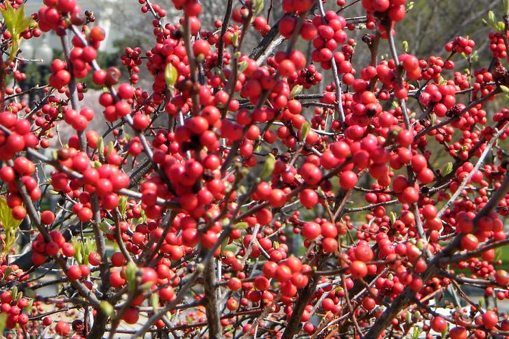 北美冬青树怎么养才好,北美冬青怎么养鲜切花