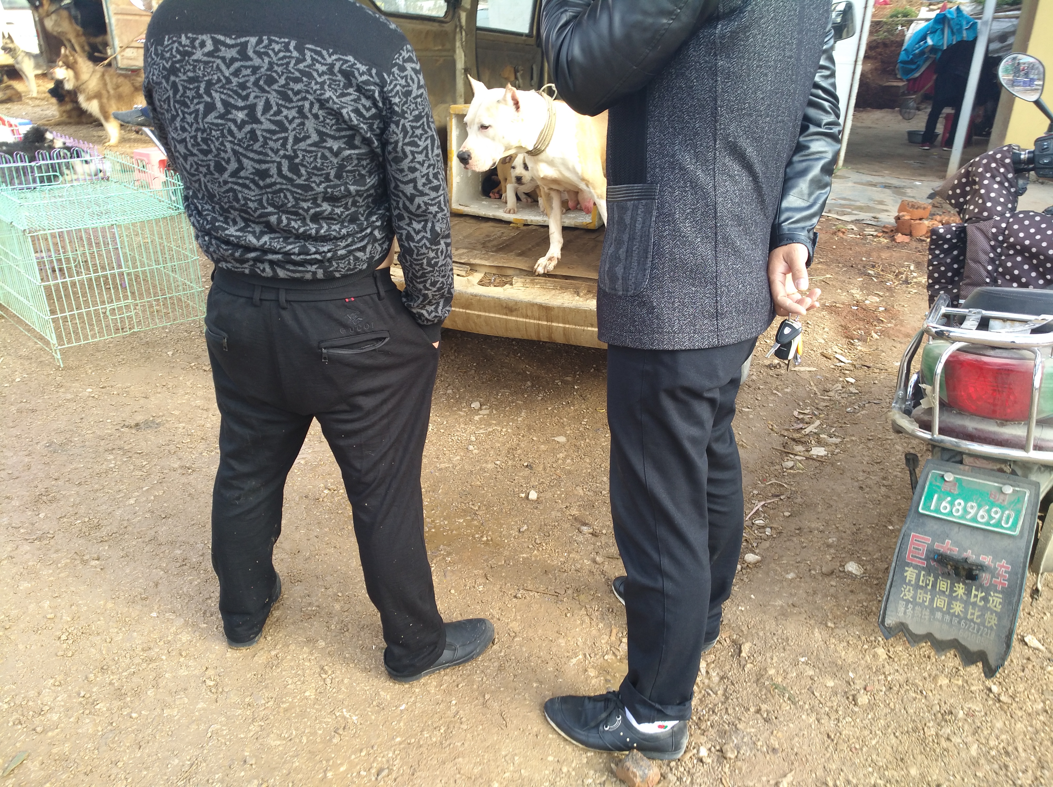 狗市卖杜高幼犬,狗市卖杜高犬的视频