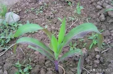 玉米常见问题及解决方法,玉米品种出问题了怎么解决