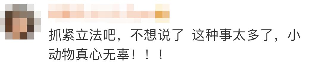 男子当街踢死小猫后续上海,小猫被小男孩虐待暴打