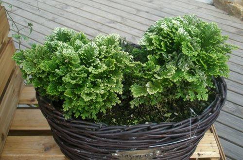 卷柏养成盆景观赏性强，叶子却打卷，这4点养护技巧，要做到