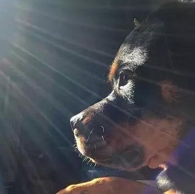 怎么样的罗威纳不合格,优秀的罗威纳狗狗品相