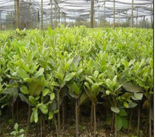 开心果30一斤贵吗,开心果为什么这么贵呢