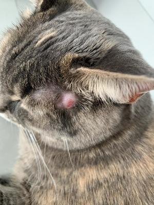 猫咪外伤用什么药好得快,猫咪急救小常识