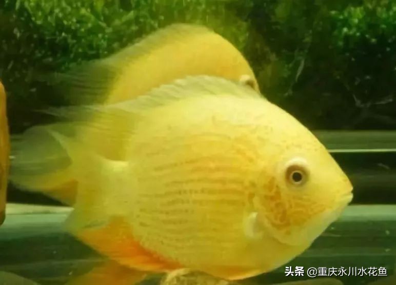 十大最好看的观赏鱼,观赏鱼100种形态