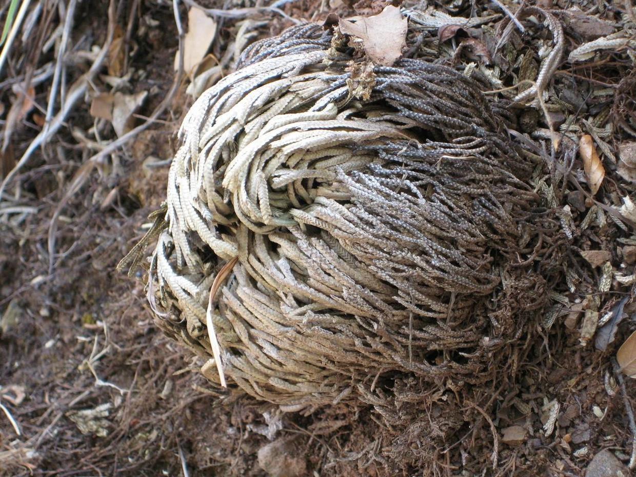 卷柏能养成盆景，叶子却总爱“打卷”，这几点养护技巧都做到了吗