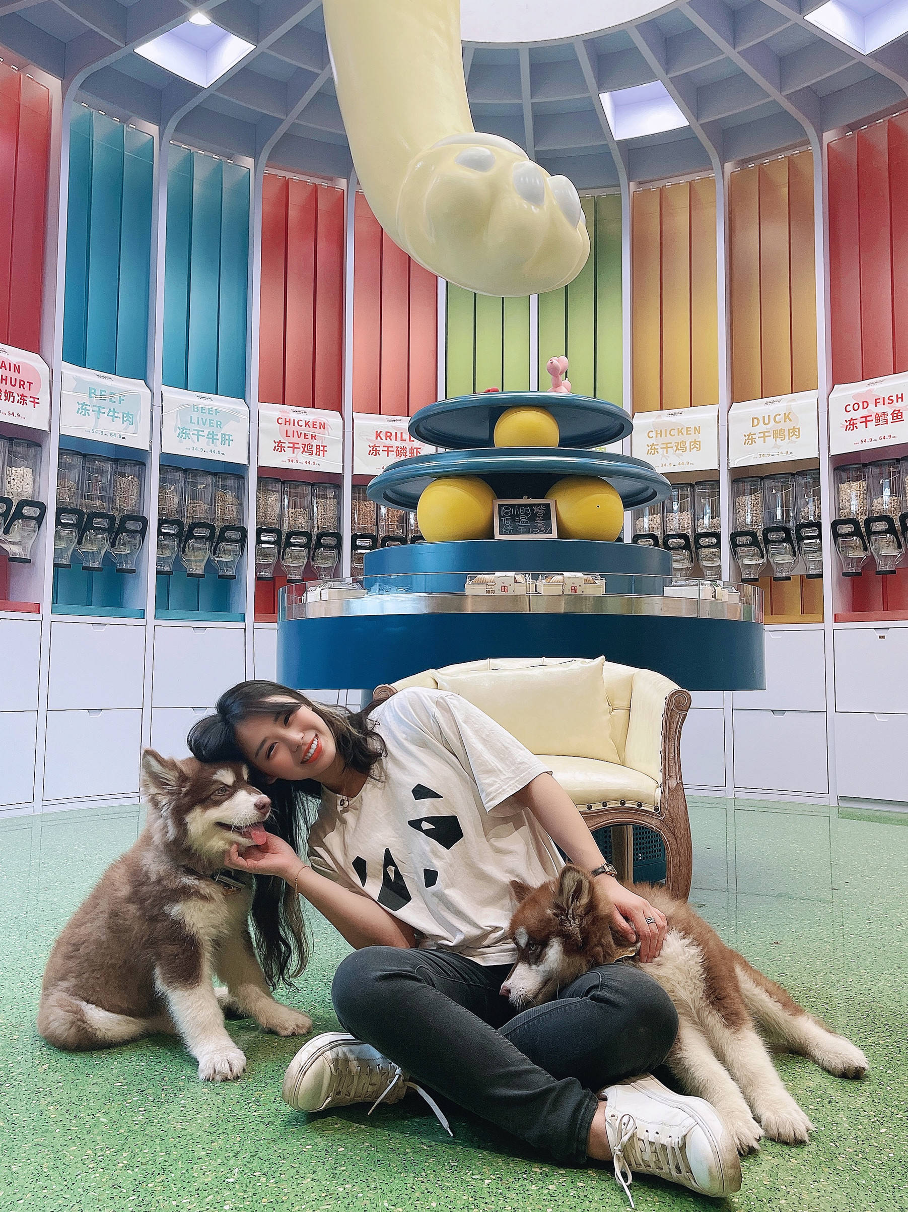 第一次养阿拉斯加犬需要注意什么,阿拉斯加犬怎么养新手必看